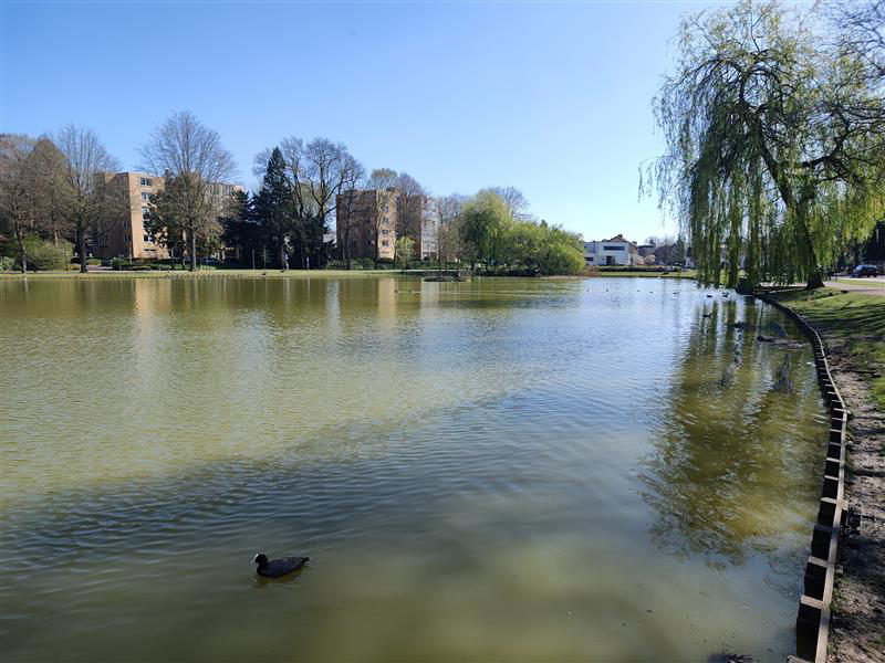 Roeivijver