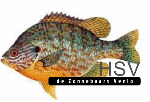 Website Logo
