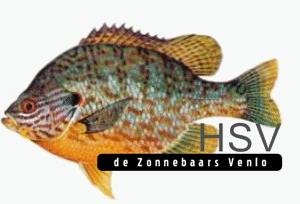 Website Logo