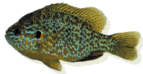 Website Logo