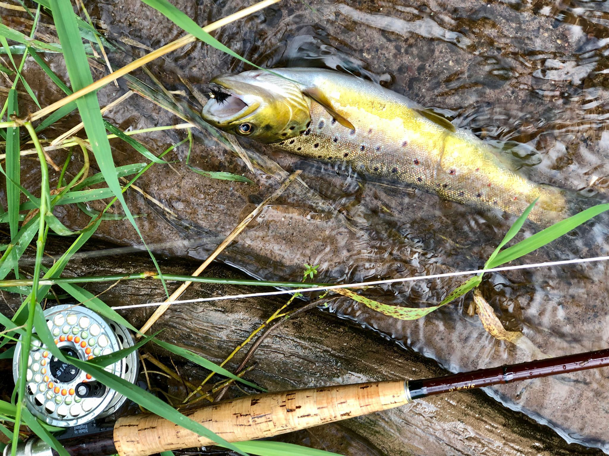 Zo zijn er vele gevangen.. schitterende vissen!